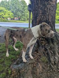 Reunited Male Dog last seen Avery's corner, Woodfin elementary , Woodfin, NC 28804