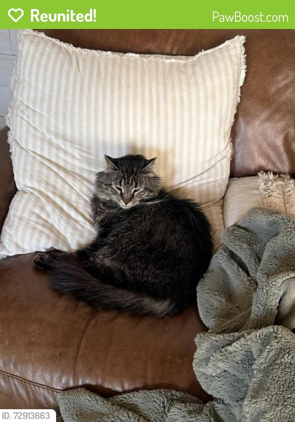 Reunited Male Cat last seen Markshuffle and powers at Mesa ridge , Colorado Springs, CO 80925