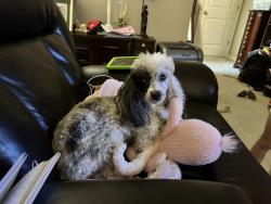 Reunited Male Dog last seen Spruce and Willey, Morgantown, WV 26505