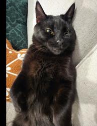 Lost Male Cat last seen Bundy canyon and harvest way, Wildomar, CA 92595
