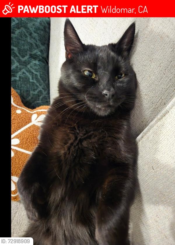 Lost Male Cat last seen Bundy canyon and harvest way, Wildomar, CA 92595