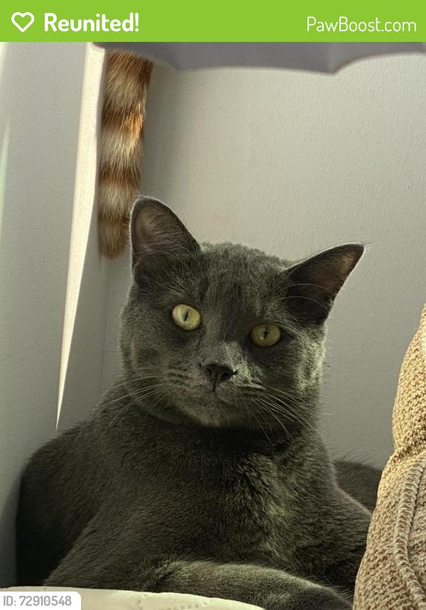Reunited Male Cat last seen Near Angelus Ave , Los Angeles, CA 90026