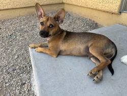 Found/Stray Male Dog last seen Yuma , Buckeye, AZ 85236