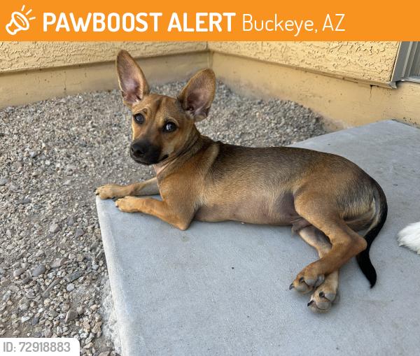 Found/Stray Male Dog last seen Yuma , Buckeye, AZ 85236