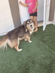 Found/Stray Male Dog last seen Cheyenne & Revere, North Las Vegas, NV 89032