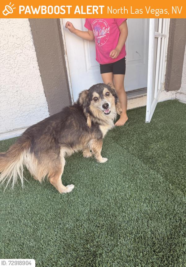 Found/Stray Male Dog last seen Cheyenne & Revere, North Las Vegas, NV 89032