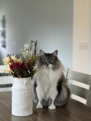 Lost Male Cat last seen Newton Dr/Wetherby Pl, Danville, IN 46122