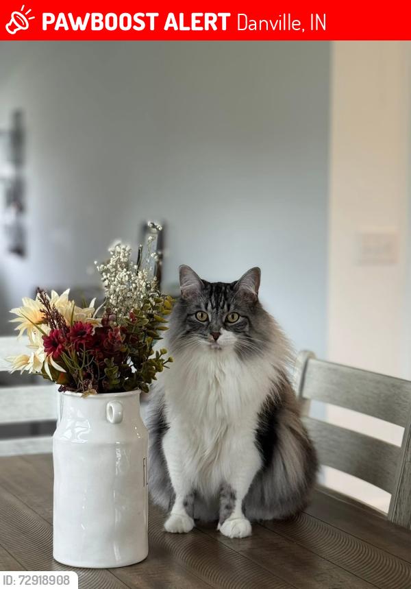 Lost Male Cat last seen Newton Dr/Wetherby Pl, Danville, IN 46122