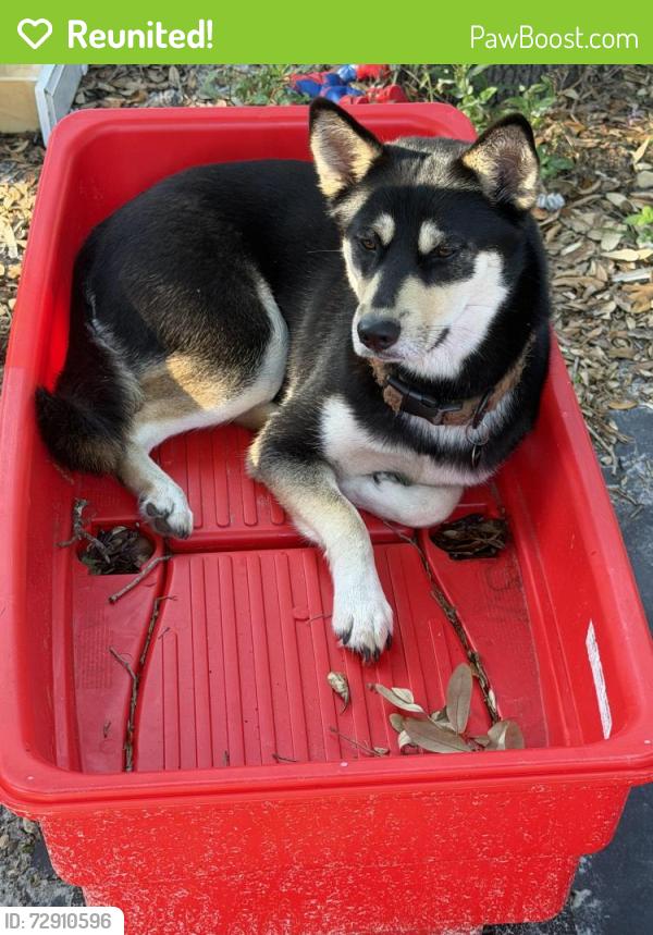 Reunited Female Dog last seen Premier Avenue, Port Richey, FL 34668