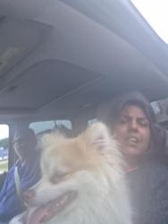 Lost Male Dog last seen Raines rd, Memphis, TN 38109