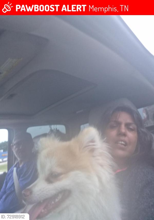 Lost Male Dog last seen Raines rd, Memphis, TN 38109