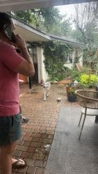 Reunited Female Dog last seen Seagler and Westheimer rd , Houston, TX 77042