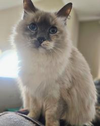 Lost Female Cat last seen Osage Dr & Kassem Dr, Columbia, MO 65202