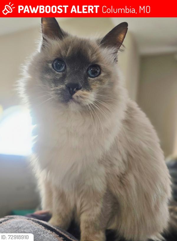 Lost Female Cat last seen Osage Dr & Kassem Dr, Columbia, MO 65202
