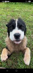 Found/Stray Male Dog last seen Church along road, Anderson, SC 29622
