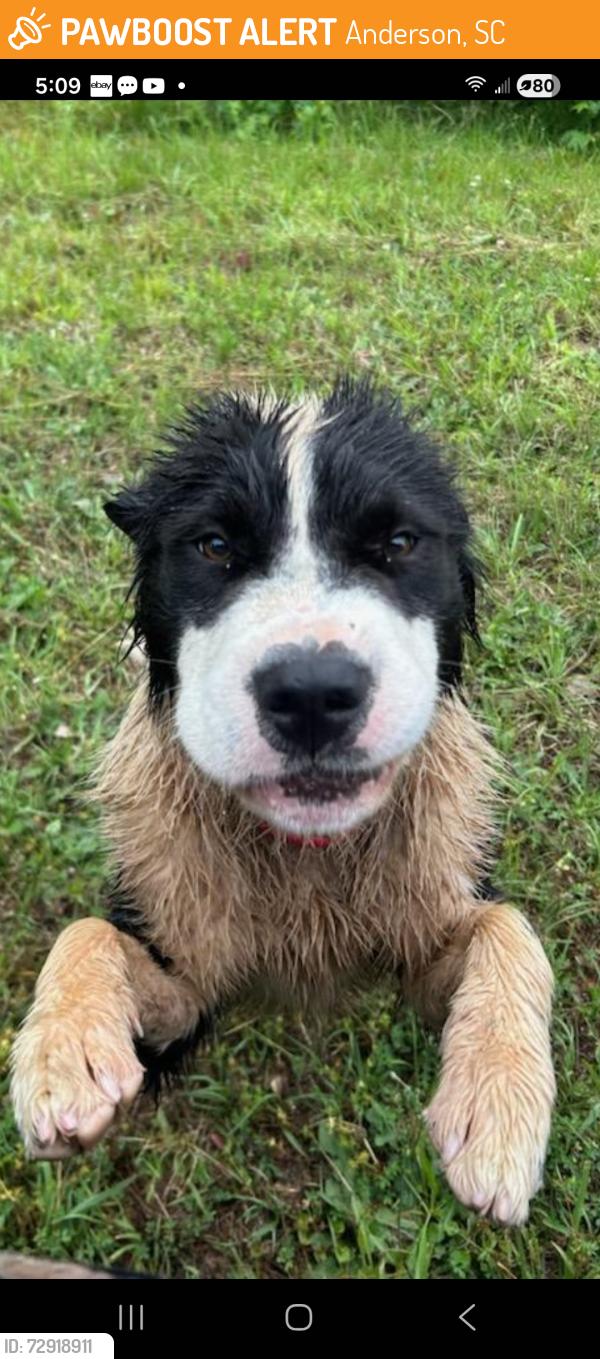 Found/Stray Male Dog last seen Church along road, Anderson, SC 29622