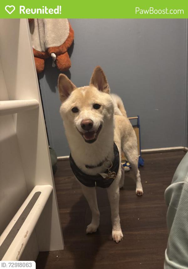 Reunited Male Dog last seen Cedar Dr, Hampton, VA 23669, USA, Hampton, VA 23669