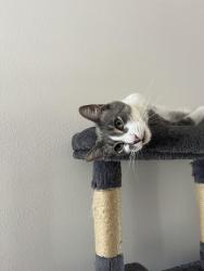 Lost Male Cat last seen Near Iron Bark Way Irvine, Irvine, CA 92612