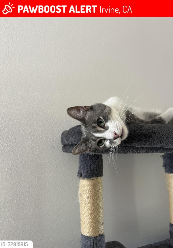 Lost Male Cat last seen Near Iron Bark Way Irvine, Irvine, CA 92612