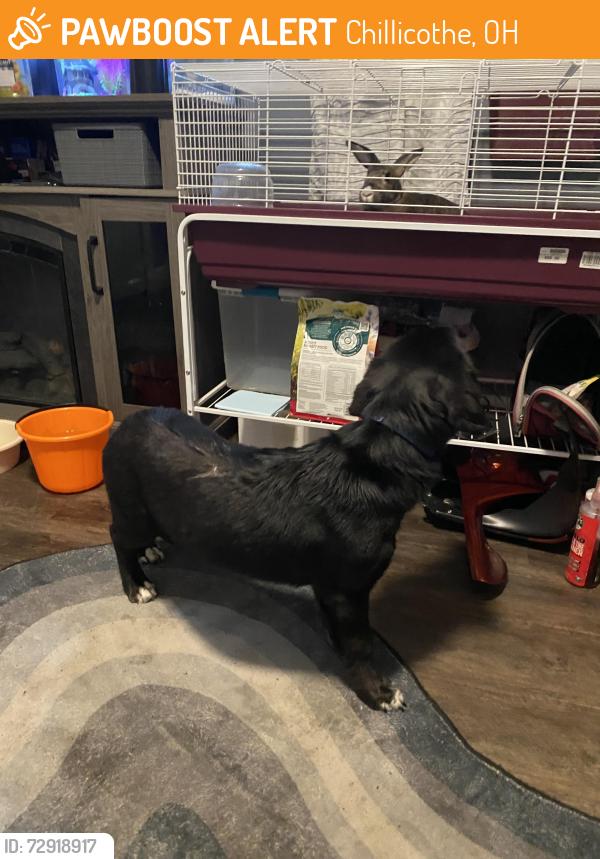 Found/Stray Female Dog last seen Near E 2nd Street, Chillicothe, OH 45601