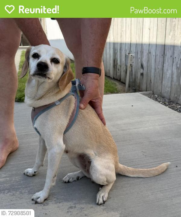 Reunited Female Dog last seen Emerald Villas, Cerritos, CA 90623