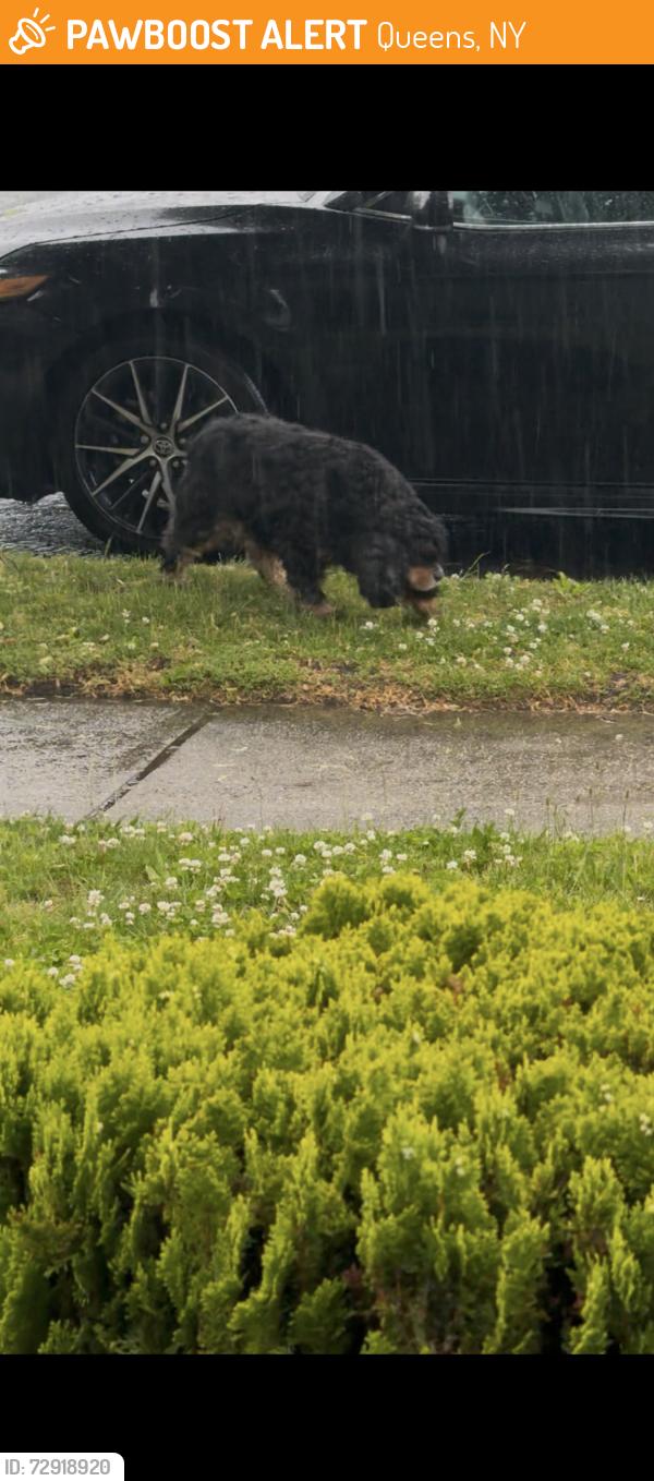 Found/Stray Unknown Dog last seen 110-56 67th Rd , Queens, NY 11375