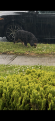 Found/Stray Unknown Dog last seen 110-56 67th Rd , Queens, NY 11375