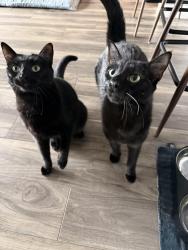 Reunited Female Cat last seen San Victorio Ave NE & Lowell St NE, Albuquerque, NM 87111