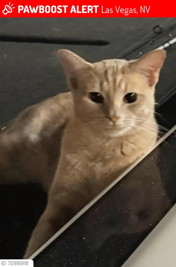 Lost Male Cat last seen Ann & Durango, Las Vegas, NV 89149