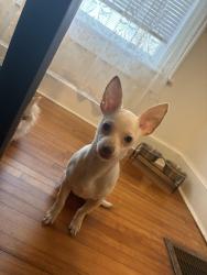 Reunited Male Dog last seen Belton Ave & Carey Ave, Mount Holly, NC 28120