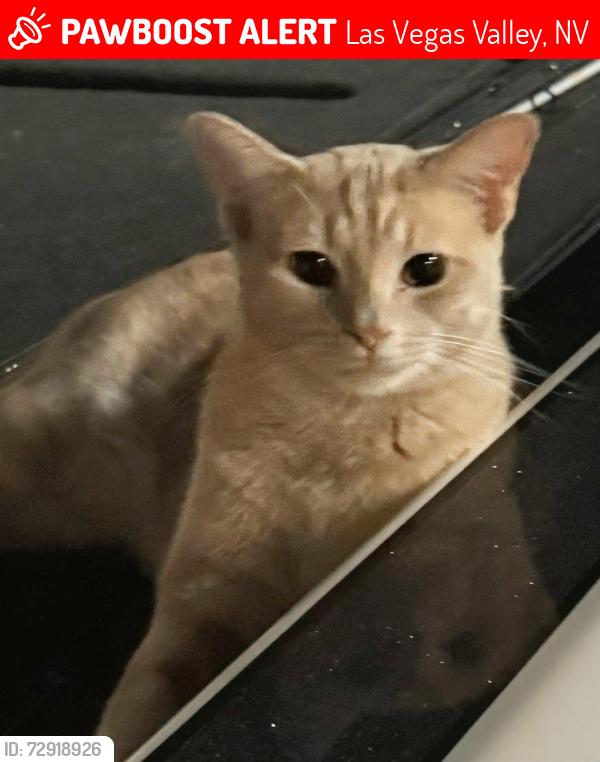 Lost Male Cat last seen Jeeves Cir, Las Vegas Valley, NV 89149