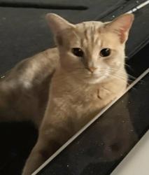 Lost Male Cat last seen Jeeves Cir, Las Vegas Valley, NV 89149