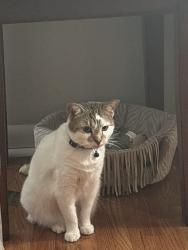 Lost Female Cat last seen Lasalle street , Clarksville, TN 37042
