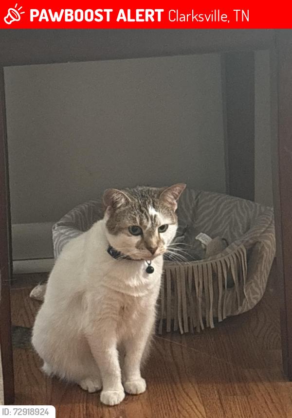 Lost Female Cat last seen Lasalle street , Clarksville, TN 37042