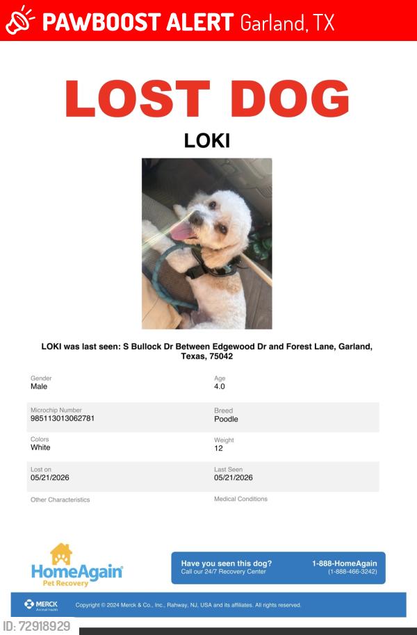 Lost Male Dog last seen Edgewood Dr, Garland, TX 75042