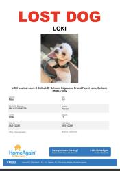 Lost Male Dog last seen Edgewood Dr, Garland, TX 75042