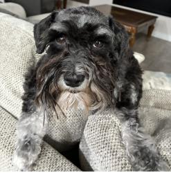 Reunited Female Dog last seen Tierra campeón-tierra lejana, El Paso, TX 79938