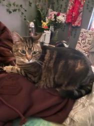 Reunited Male Cat last seen Wetstone in the Abbeydale Dr neighborhood, Saint Charles, MO 63303