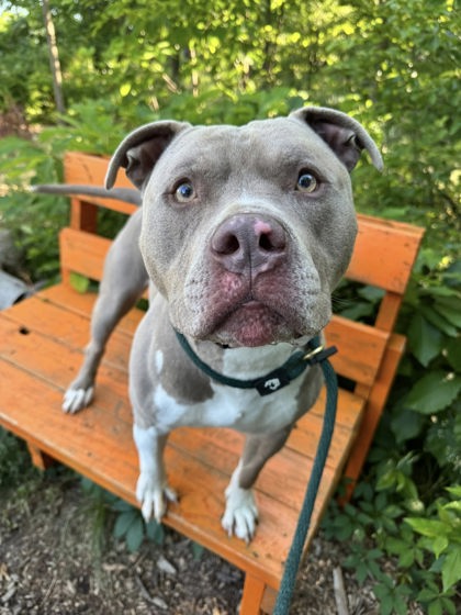Shelter Stray Male Dog last seen Near Braddish, 21216, MD, Baltimore, MD 21230