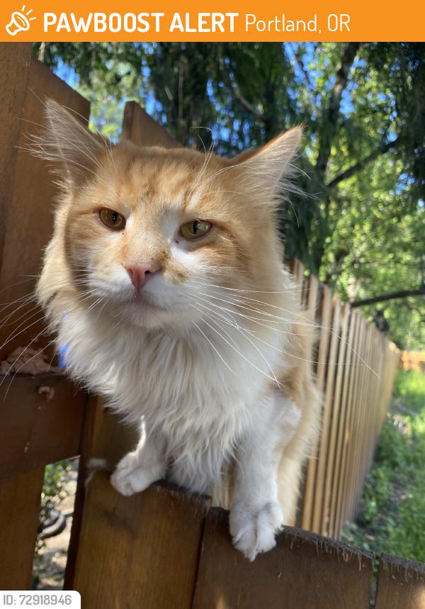 Found/Stray Unknown Cat last seen 160th & Burnside, Portland, OR 97233