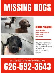 Reunited Male Dog last seen deer haven dr, Chino Hills, CA 91709