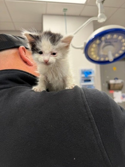 Shelter Stray Female Cat last seen Cramerton, NC 28032, Gastonia, NC 28052