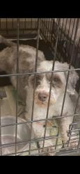 Shelter Stray Male Dog last seen Newport News, VA 23602, Newport News, VA 23605
