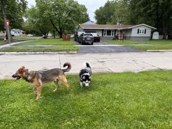 Reunited Unknown Dog last seen Orchard Hills & Foxcroft, Toledo, OH 43615
