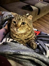 Lost Male Cat last seen Elm Court, Waterville, ME 04901