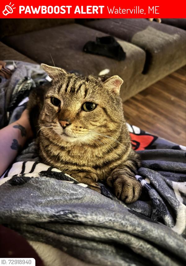 Lost Male Cat last seen Elm Court, Waterville, ME 04901