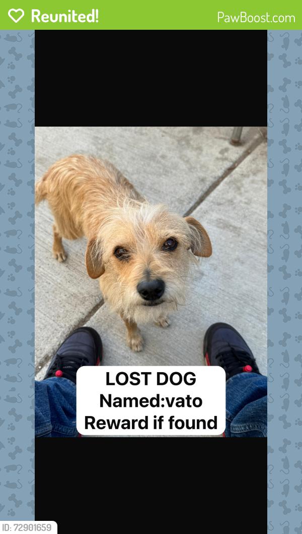 Reunited Male Dog last seen Arminta st y Ben st North Hollywood , Los Angeles, CA 91605