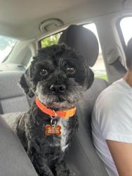 Reunited Male Dog last seen By Penn and 89th , Oklahoma City, OK 73159