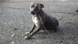 Lost Female Dog last seen Crawford Street and North Burlington ave, Portland, OR 97203