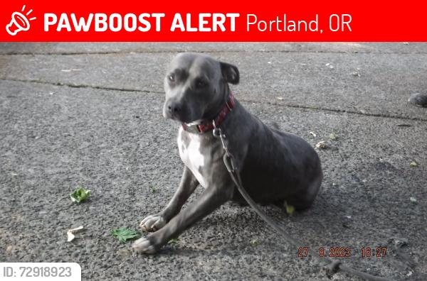 Lost Female Dog last seen Crawford Street and North Burlington ave, Portland, OR 97203